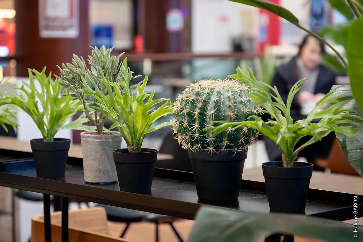 la-transat-vannes-zoom-detail-plantes